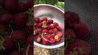 #bauerngarten #gemüsegarten #gartenliebe #erdbeeren #shorts #lecker #garten #selbstversorgergarten