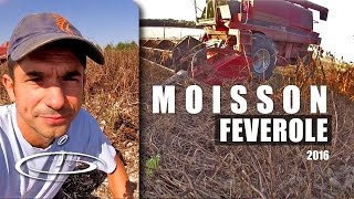 Broad bean harvest - 2016