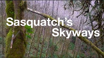 Arched Trees-Sasquatch