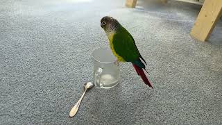 PARROTS. Conure Bird, Hilarious bird, with his mug and spoon.