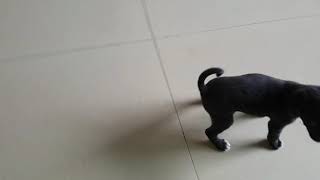 Funny Dog Videos 2021 🤣 🐶 It's time to LAUGH with Dog's | Naughty BelaCiao InShot 20200729 211235958