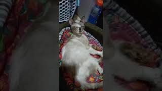 How do you treat gingivitis in cats علاج التهاب اللثه في القطط