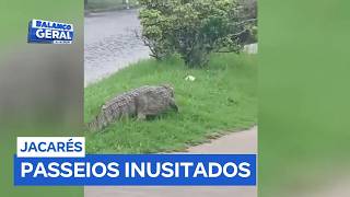 Aparecimento de jacarés em Búzios (RJ) está virando rotina e chama a atenção de moradores