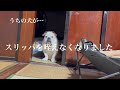 毎日きっちり日課をこなしてるじいちゃん。突然スリッパを咥える日課をやめてしまいました。