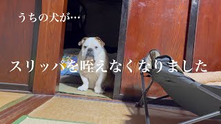 毎日きっちり日課をこなしてるじいちゃん。突然スリッパを咥える日課をやめてしまいました。