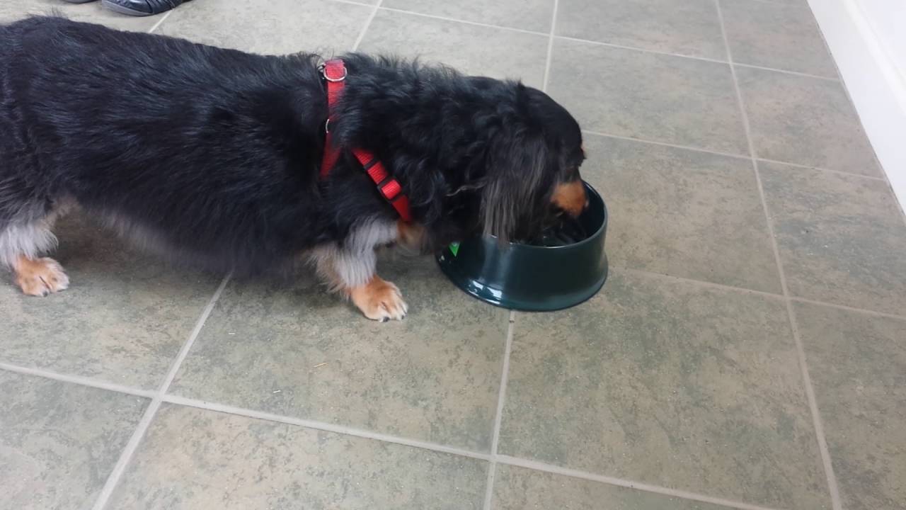 Bruce Hensley at Asheville Truck Sales reviews TD Bank water bowl in use most convenient bank