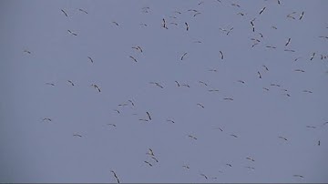 Migration of Storks