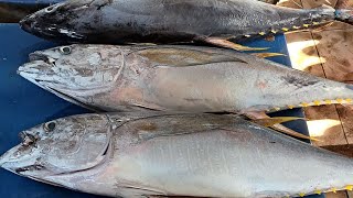 UKI OFFICIAL Live 11 Mei 2024 Pemotongan  Ikan-ikan Segar Dipasar Ikan Jembtan Puri Sorong Papua