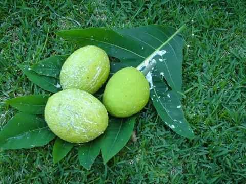 Breadfruit Vegetable & its health Benefits 