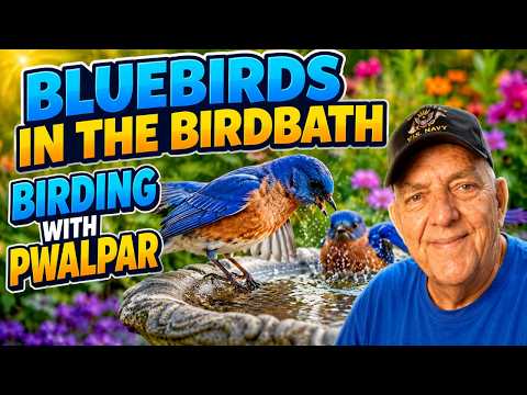 Bluebird Family in the Birdbath, Birding with Pwalpar 5 19 2026