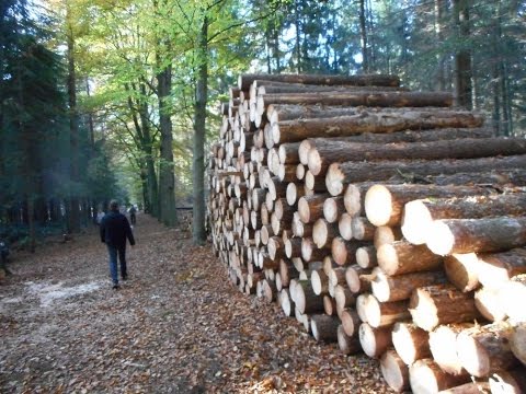 2016 Belgique   LLN, Bois de Lauzelle et Environs, en NOVEMBRE, Ballades, Vidéos by HabariSalam