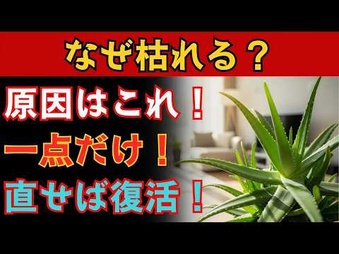 アロエの葉が垂れ下がる原因と解決法を多肉植物のプロが徹底解説