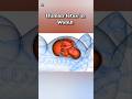 human fetus inside the Womb animation #fetusdevelopment #wombrebornbaby #pregnancy
