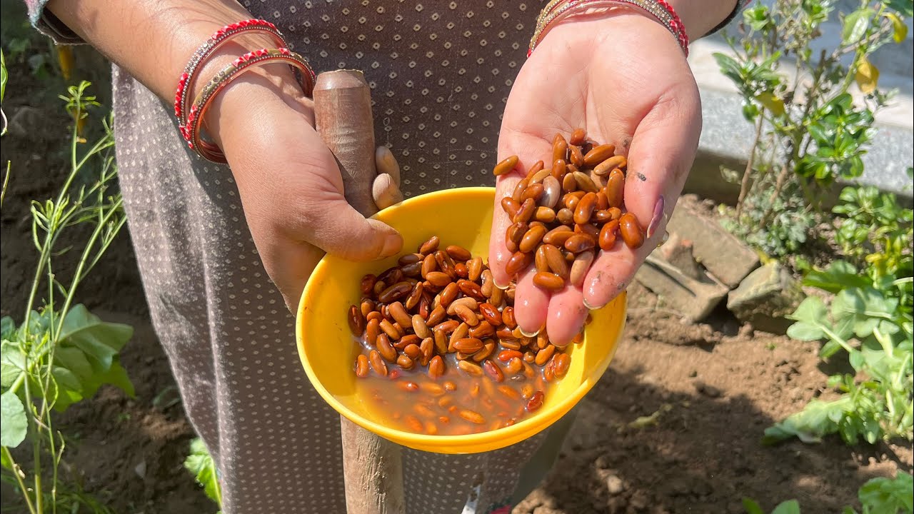 आज सारे बीज सड़ गए🥺 || बंदरों ने धनिया भी ख़राब के दिया🤦🏻‍♀️ || Pahadi Devrani Jethani 