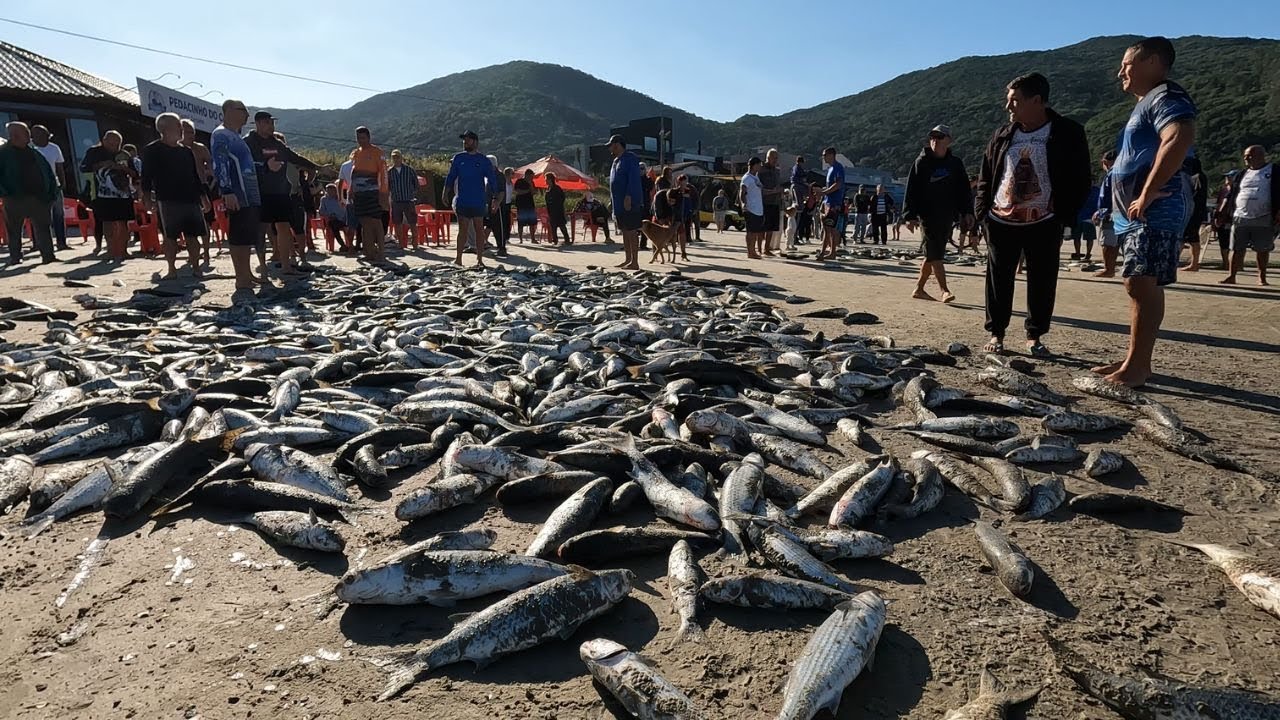 PESCARIA DE TAINHA NA PRAIA DO PÂNTANO DO SUL - Lanço com duas canoas