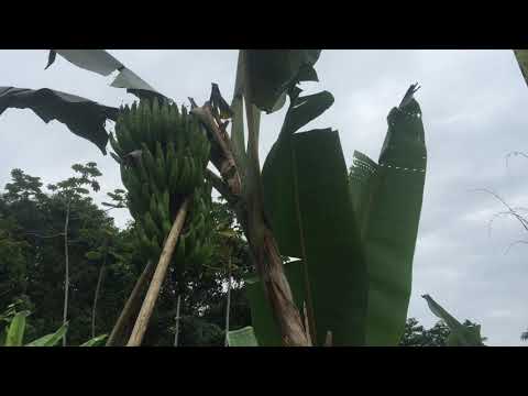 Vídeo: Como A Banana-da-terra Se Reproduz