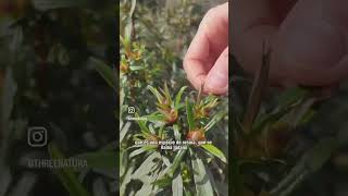 Curiosidades de la Jara pringosa - Cistus ladanifer #shorts #medicinatradicional #naturaleza