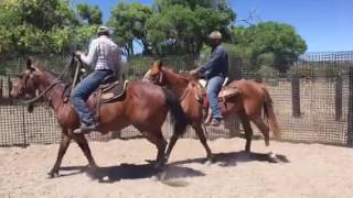 Br Jose Ángel Primera Montura