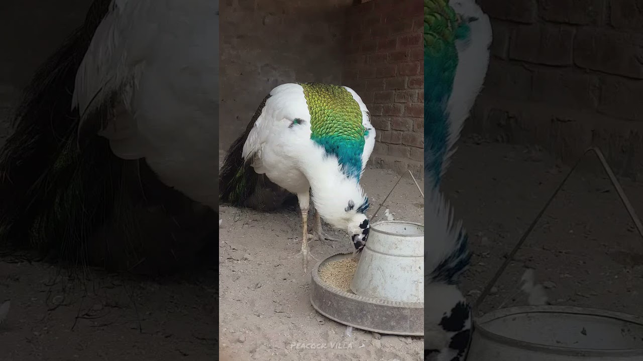 Majestic Blue Pied | Peacock Villa