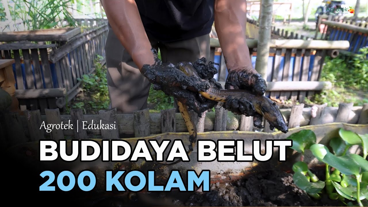 ПРИБЫЛЬНО! РАЗВЕДЕНИЕ УГРЕЙ С БОЛЬШИМ УРОЖАЕМ