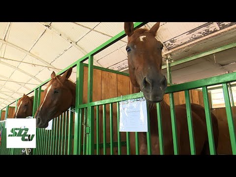 Video: Hipoalergijska Pasmina Konja Adaev, Zdravlje I životni Vijek