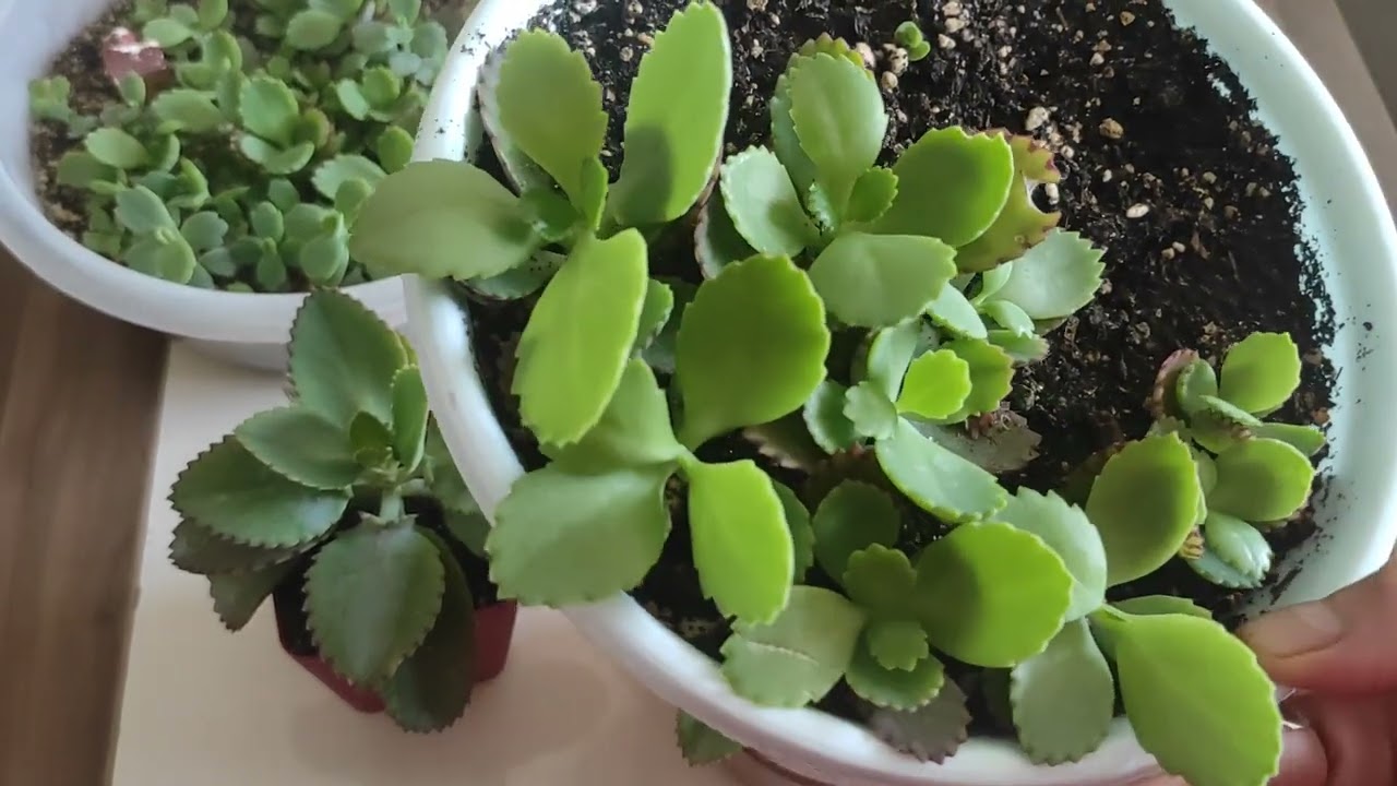 Yeşil Aşkın Gözyaşı Bakımı ve Üretimi 🌱❤️