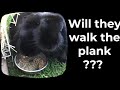 Will the rabbits walk the plank? - Rabbit Runway 4