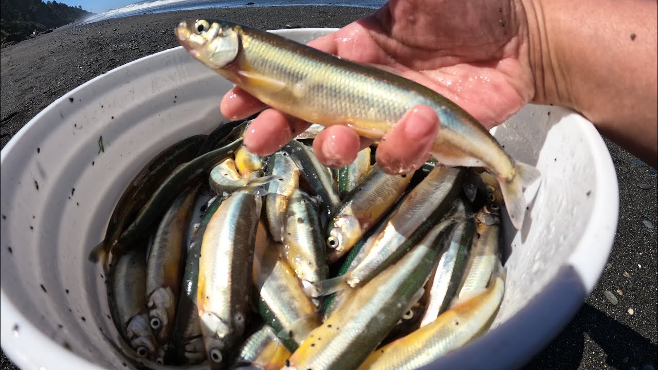 THOUSANDS OF SMELTS 😱| CATCH & COOK SMELT BY THE BEACH | SOBRANG DAMING ...