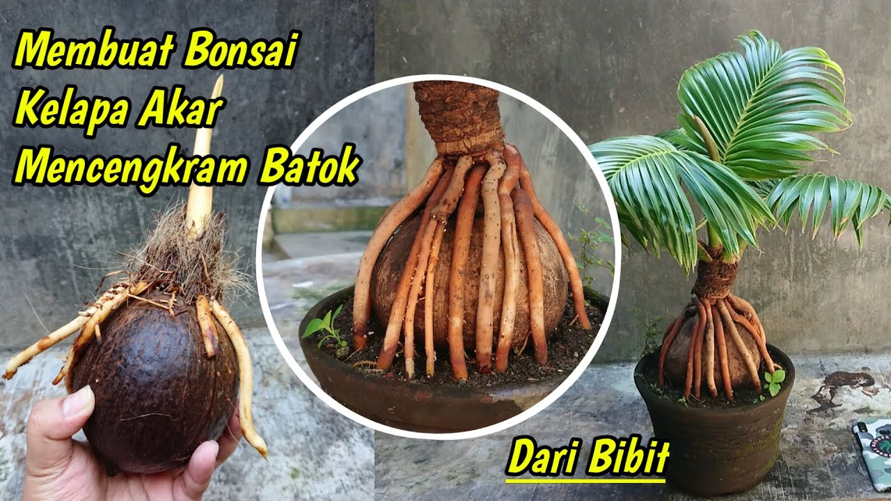 CARA MUDAH MEMBUAT BONSAI KELAPA AKAR MELILIT BATOK DARI BIBIT