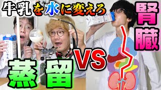 『蒸留vs腎臓』ならどっちの方が早く牛乳を透明な水にできるのぉ??【人類の神秘】