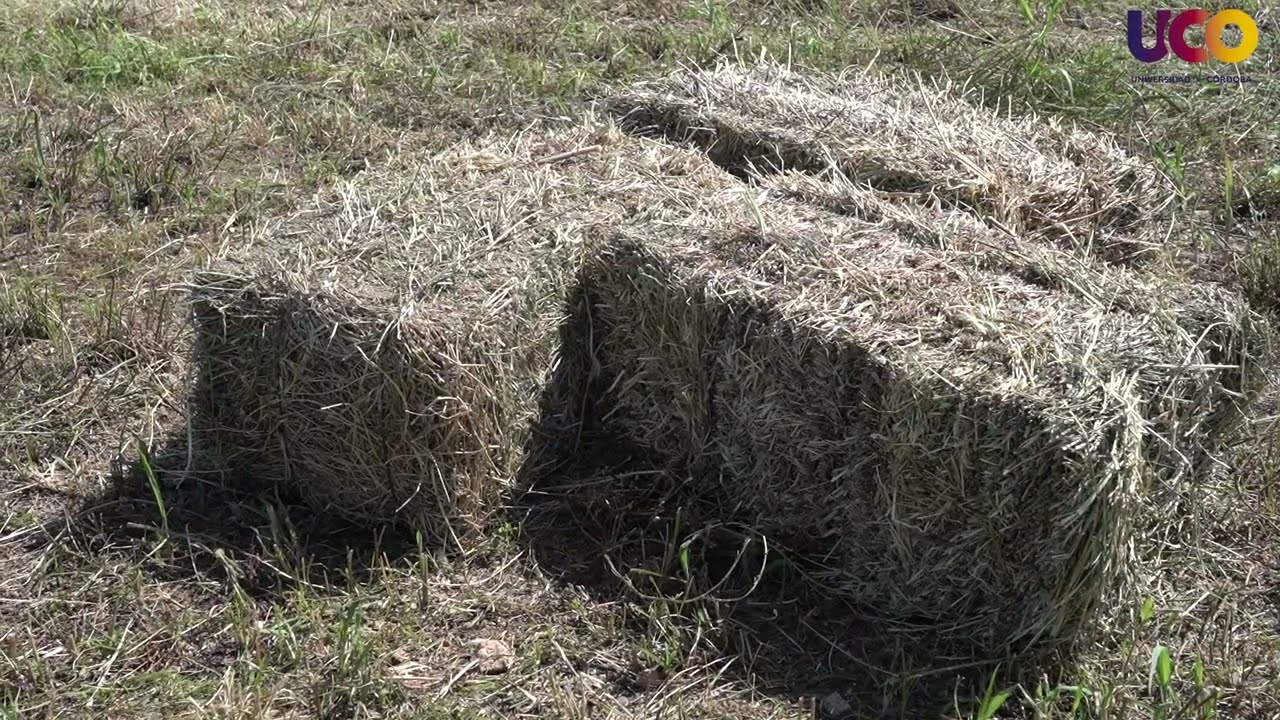 Alimentos para el ganado. Proceso de henificación