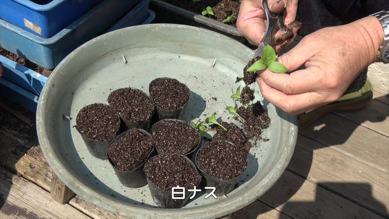 車庫上園芸190317ナスほか移植・枝豆芽出しまき - YouTube