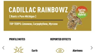 Cadillac Rainbow Strain Review