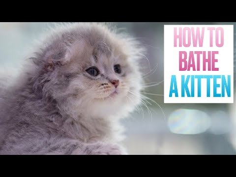 Video: Jak Umýt Kotě