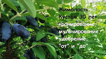 Жимолость (Lonícera) - кронирование, мульчирование, удобрение.