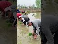 manual rice planting techniques  - farming - agriculture #shorts