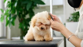 Fluffy 4-Month-Old Puppy, Can It Handle Its First Grooming? by Lovely Grooming 38,388 views 5 months ago 8 minutes, 20 seconds