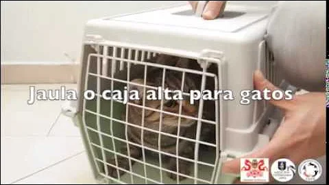 ¿Es demasiado tarde a los 3 años para esterilizar a un gato?