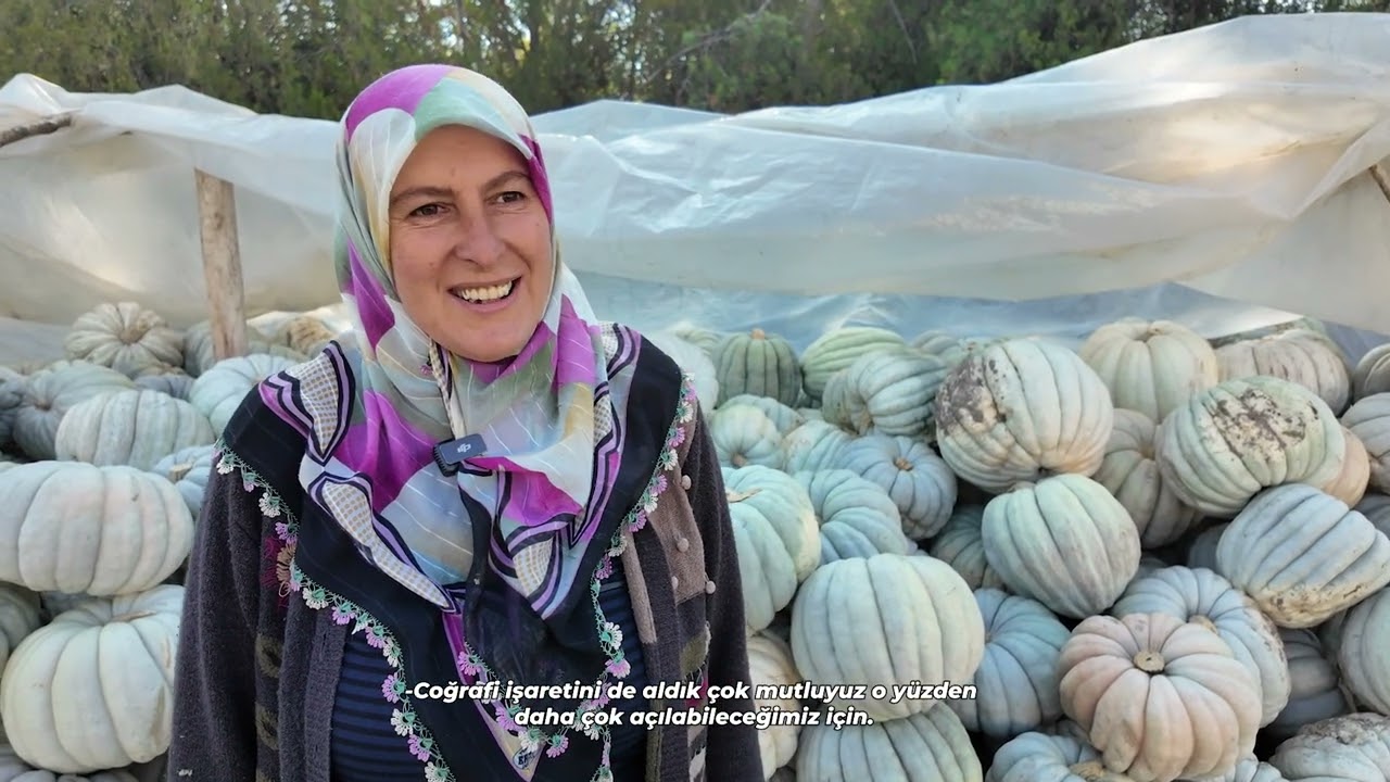 Coğrafi İşaretli Kızılinler Bal Kabağında Hasat Zamanı