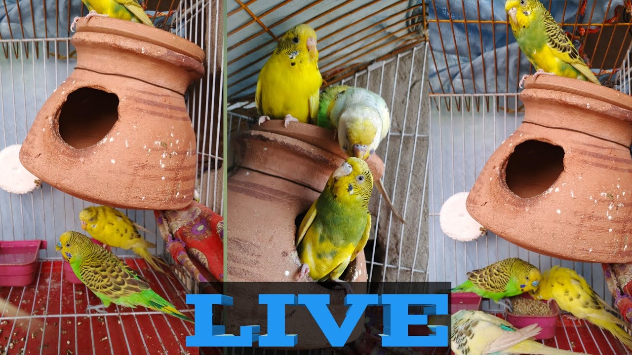 Over 9 hours of Budgies Playing Singing and Talking part 4