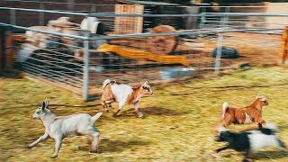 We let the baby goats out and they LOVED it.