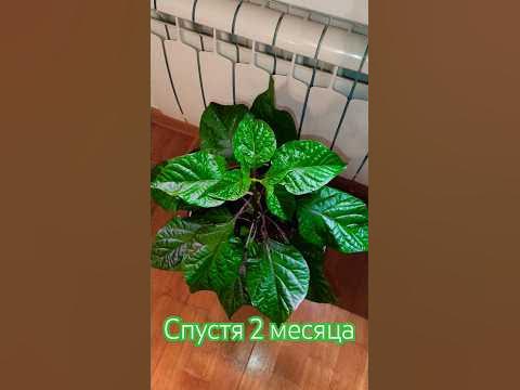 Каролина Рипер - YouTube