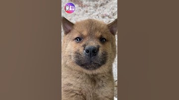 Sao nhìn mặt nó đơ dữ dằn vậy 😂 #shorts #yeulu