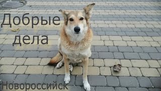 Доброта в Действии: Помощь Бездомным Собакам