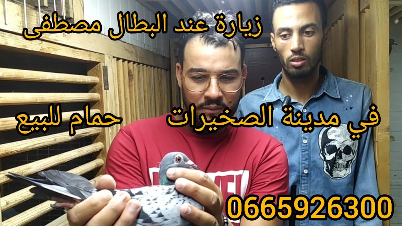 عشاق حمام زاجل في المغرب 🇲🇦 زيارة عند البطال مصطفى في الصخيرات بطال بمعنة الكلمه كولشي ديال الله 🚀🚀🚀