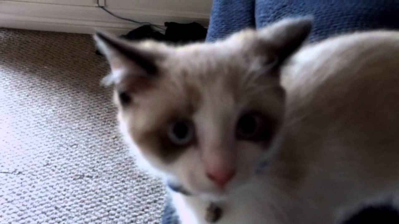 Ghost's New Collar (Cute Kitten)