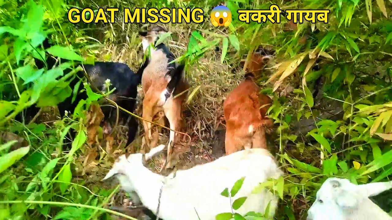 Lost Goat Tracking in Deep Indian Forest 😱 | Real Village Jungle Life