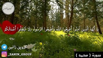 سورة محمد آية 33-38 بصوت رعد بن محمد الكردي ,