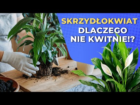 Wideo: Warunki kwitnienia jacarandy – jak sprawić, by jacaranda zakwitła