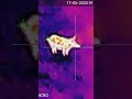Abbattimento in visione termica, rapidi e precisi grazie al Panther di Hikmicro